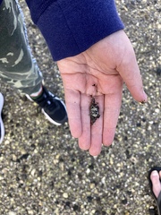 Hemigrapsus crenulatus