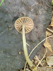 Simocybe