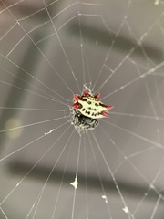 Gasteracantha cancriformis