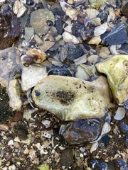 Halicarcinus