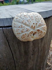 Neolentinus lepideus