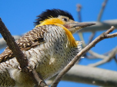 Colaptes campestris campestroides