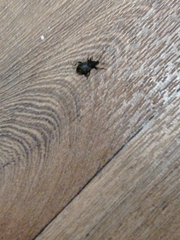 Otiorhynchus sulcatus