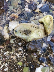 Halicarcinus