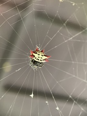 Gasteracantha cancriformis