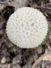 Amanita cokeri