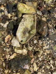 Halicarcinus
