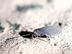 Coniopterygidae