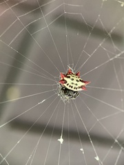 Gasteracantha cancriformis