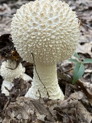 Amanita cokeri
