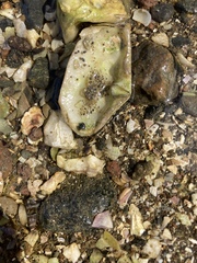 Halicarcinus