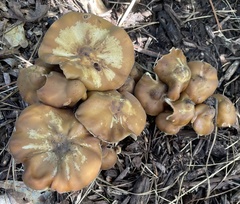 Psilocybe caerulescens