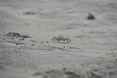 Ocypode gaudichaudii