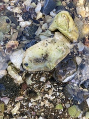 Halicarcinus