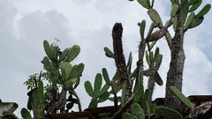 Opuntia karwinskiana