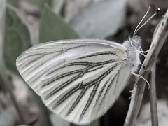 Pieris oleracea