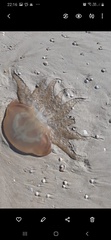 Catostylus tagi