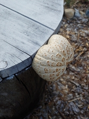 Neolentinus lepideus