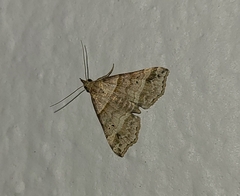 Phalaenophana pyramusalis