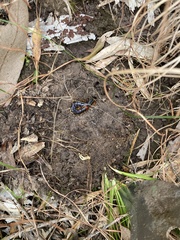 Cormocephalus westwoodi