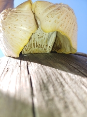 Neolentinus lepideus