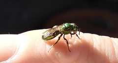 Augochlorella aurata