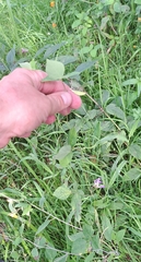 Amphicarpaea bracteata