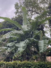 Musa