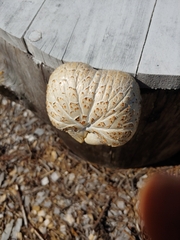 Neolentinus lepideus