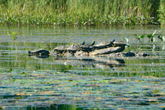 Graptemys geographica