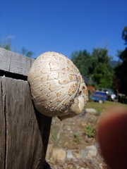 Neolentinus lepideus