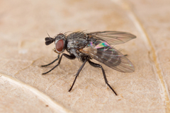 Phytomyptera