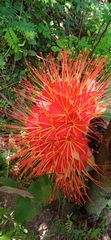 Brownea macrophylla
