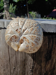 Neolentinus lepideus