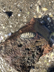 Chiton glaucus