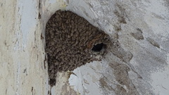 Petrochelidon pyrrhonota