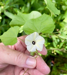 Ipomoea obscura