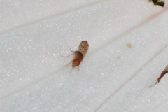 Drosophilidae