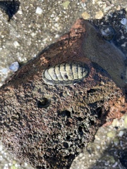 Chiton glaucus