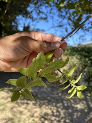 Quercus wislizeni