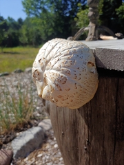 Neolentinus lepideus