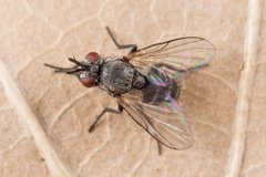 Phytomyptera