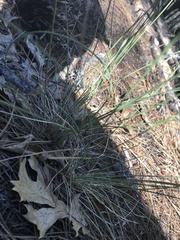 Festuca californica