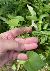 Ipomoea obscura