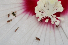 Drosophilidae