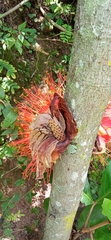 Brownea macrophylla