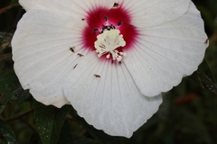 Drosophilidae
