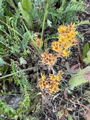 Sedum lanceolatum