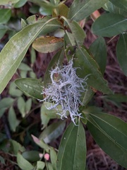 Pseudevernia consocians