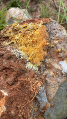 Trentepohlia aurea
